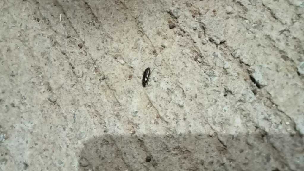 Strawberry Seed Beetle from PHWX+PJ4, Katrakayalagunta, Andhra Pradesh