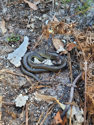 Common Tree Snake sighting
