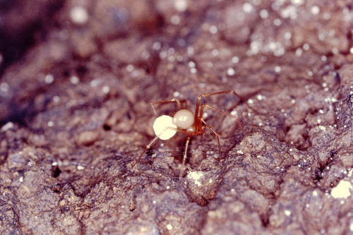 Nesticella quelpartensis