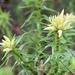 Richea procera - Photo (c) Isabella Jacobson, all rights reserved, uploaded by Isabella Jacobson