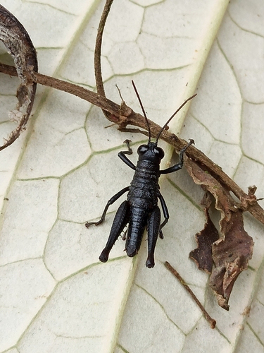 Rhytidochrota nigra