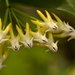 Hoya multiflora - Photo (c) Chen-Yao Lin, all rights reserved, uploaded by Chen-Yao Lin