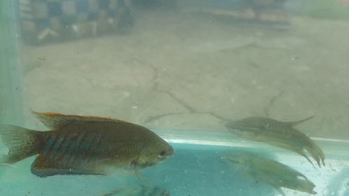Thick-lip Gourami
