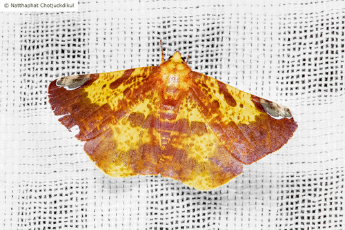 Pseudomiza leucogonia