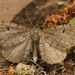 Freyer's Pug Moth - Photo (c) Henk Wallays, all rights reserved