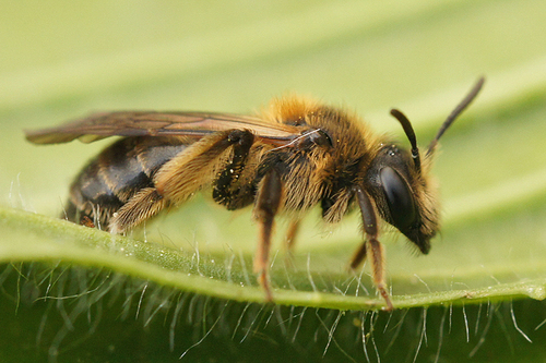 Andrena fulvata
