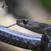 Keeled Rat Snake - Photo (c) Luke Berg, all rights reserved, uploaded by Luke Berg
