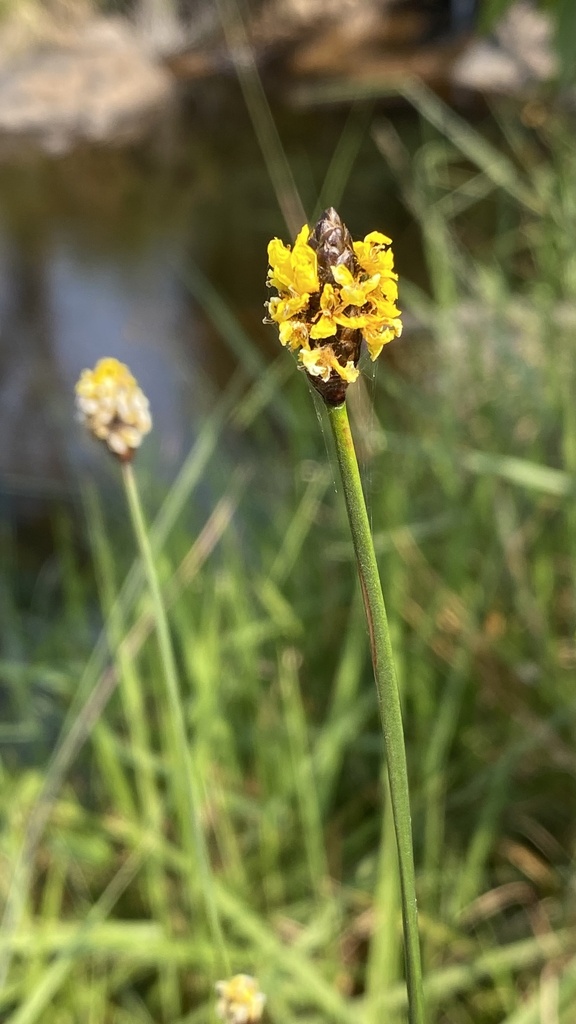 Xyris capensis from Rustenburg Rural, North West, ZA on October 15
