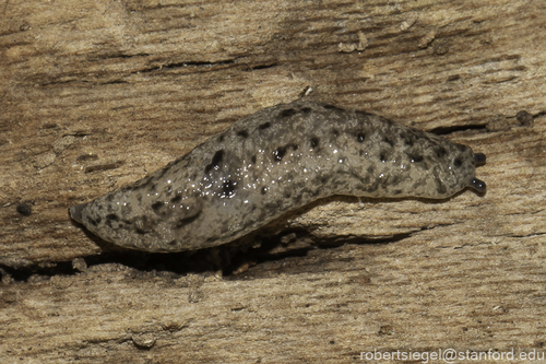 Carolina Mantleslug