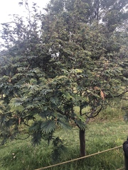 Image of Acacia brandegeana