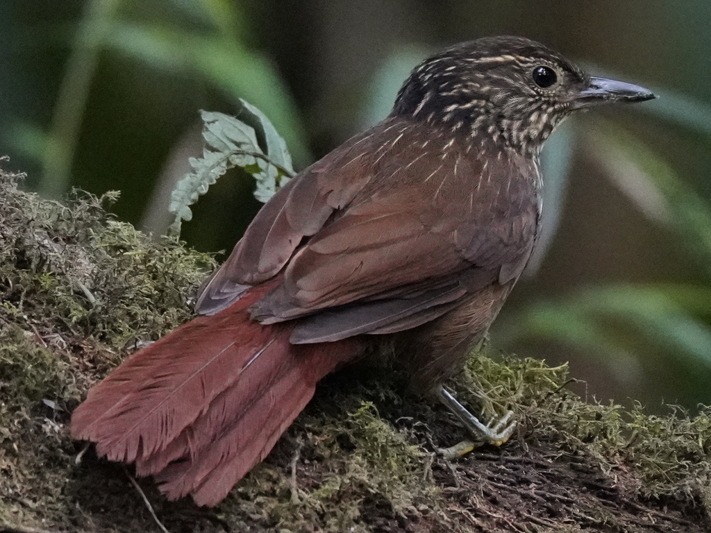 Lineated Foliage-gleaner photo