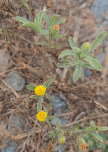 iNaturalist observation photo of Spanish False Fleabane