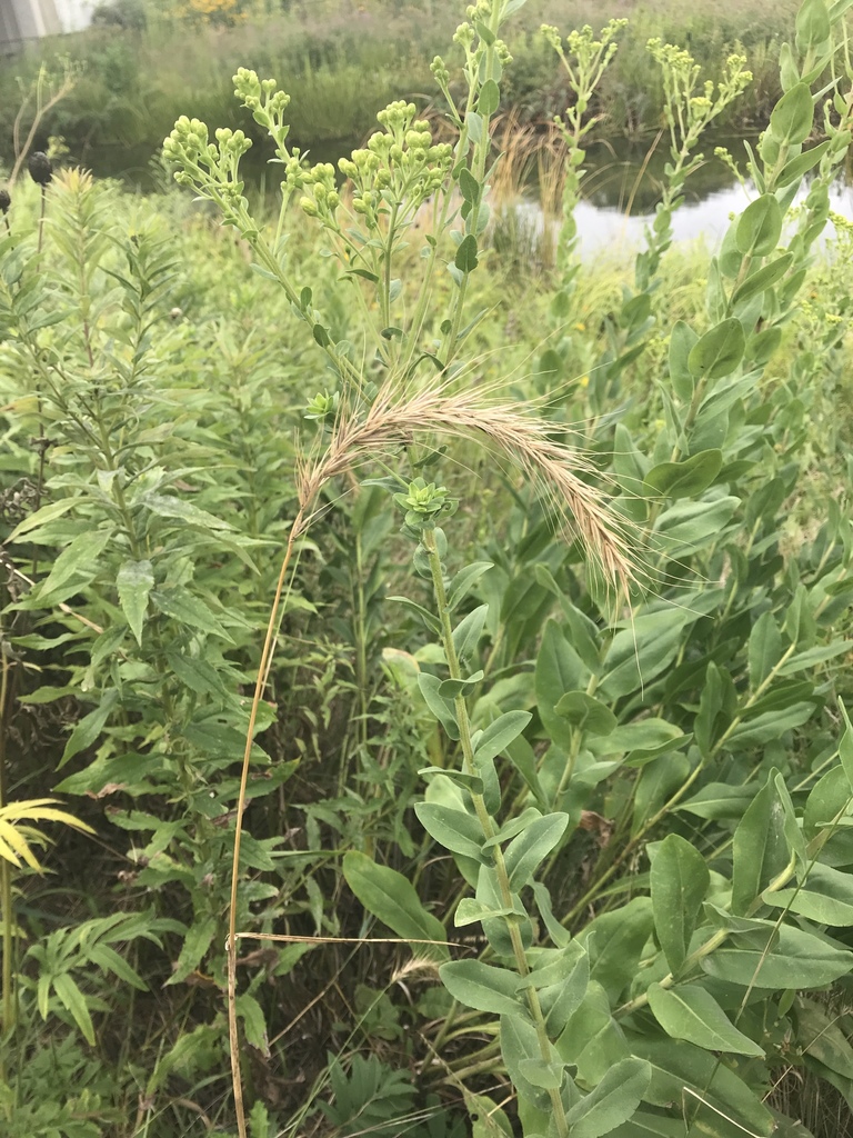 Canada wild rye from Lincoln Park Zoo, Chicago, IL, US on August 25 ...