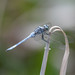 Orthetrum poecilops poecilops - Photo (c) WK Cheng, all rights reserved