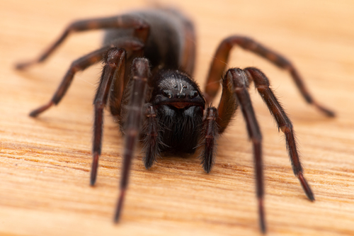 Black Laceweaver