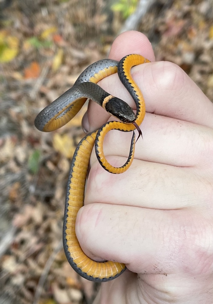 Northern Ringneck Snake from Jamesville, NY, US on October 15, 2022 at ...