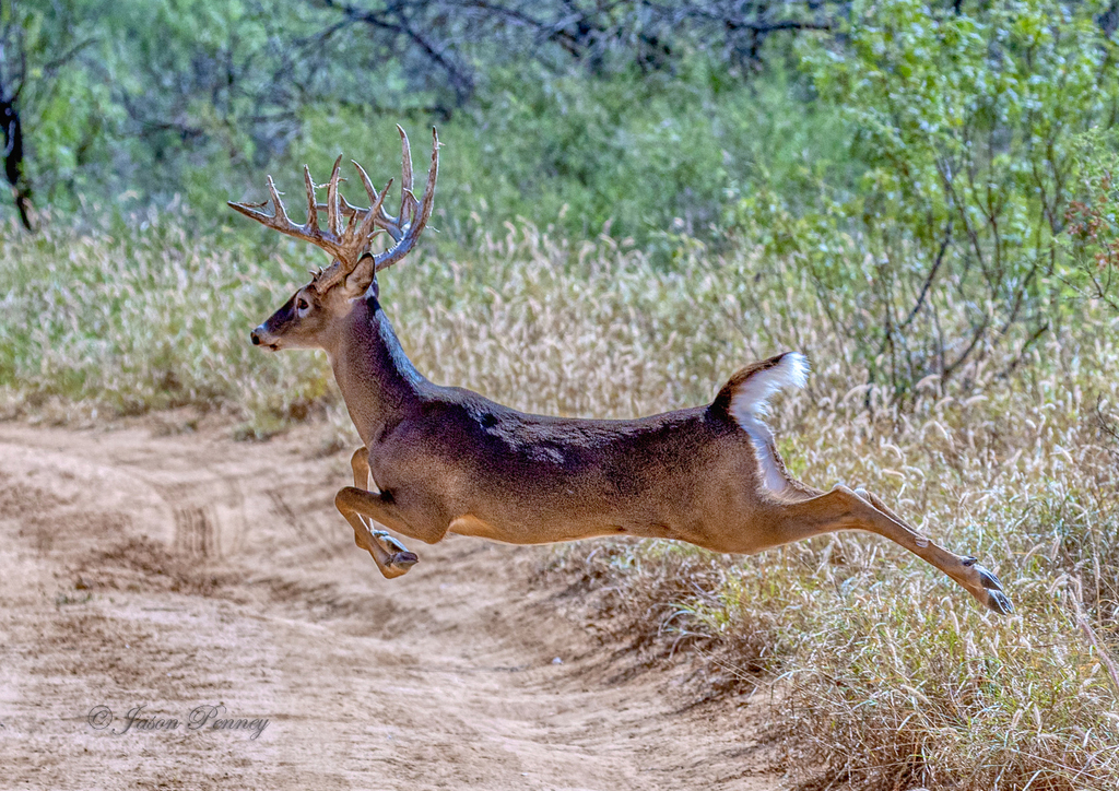 Whitetailed Deer from Cometa, Texas, United States on October 15, 2022