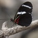 Heliconius antiochus antiochus - Photo (c) Virginia, all rights reserved, uploaded by Virginia