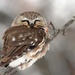 Northern Saw-whet Owl - Photo (c) sschulte, all rights reserved