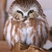 Northern Saw-whet Owl - Photo (c) sschulte, all rights reserved