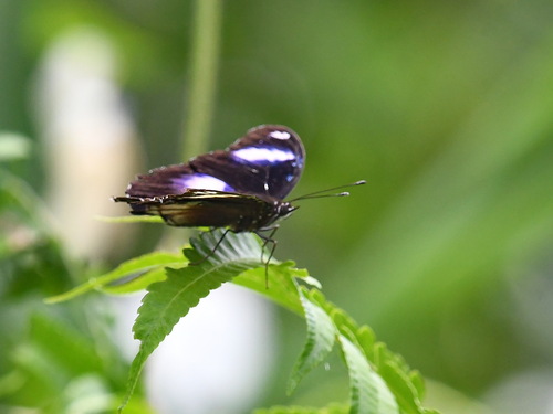 Great Eggfly