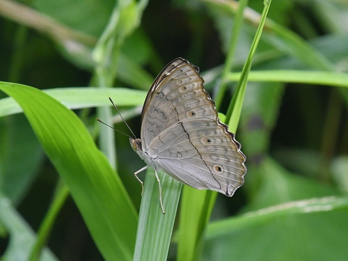 Grey Pansy