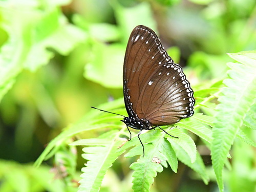 Malayan Eggfly
