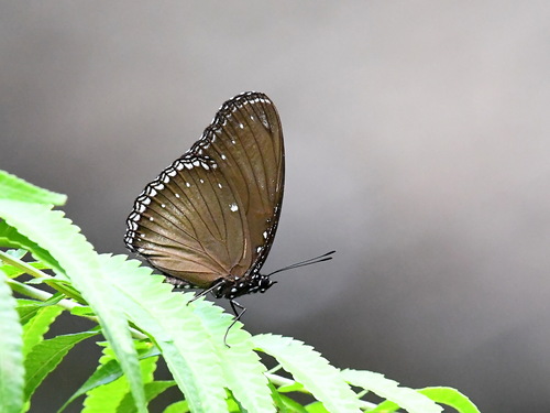 Malayan Eggfly