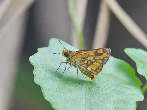 Veined Grass Dart