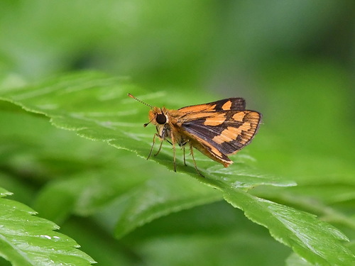 Veined Grass Dart