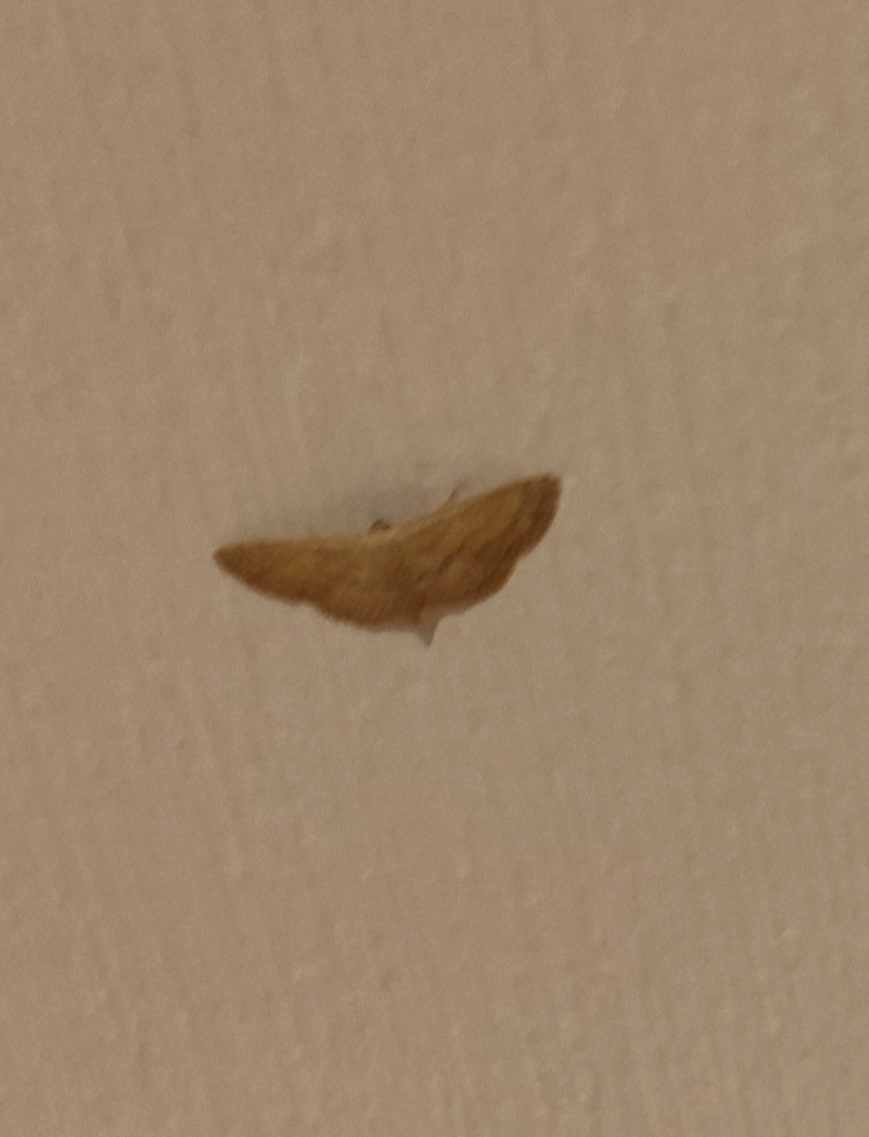 Scopula minorata from 80053 Castellammare di Stabia, Metropolitan City