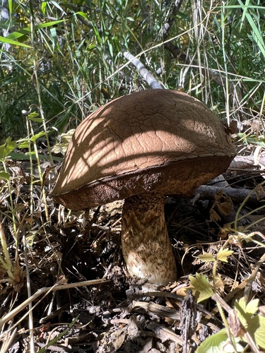 aspen bolete