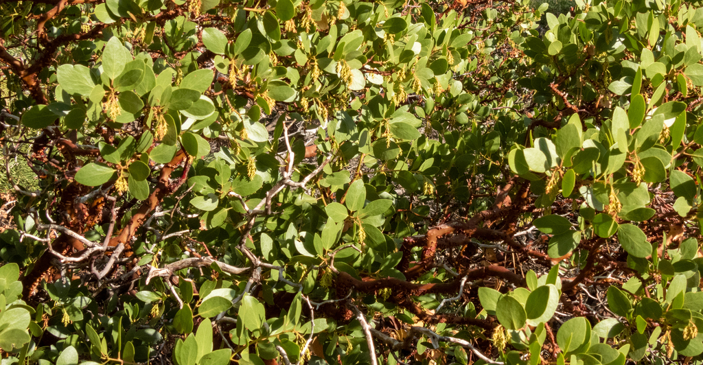 greenleaf manzanita from 138 Emerald Bay Rd, South Lake Tahoe, CA 96150