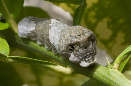 Western Giant Swallowtail