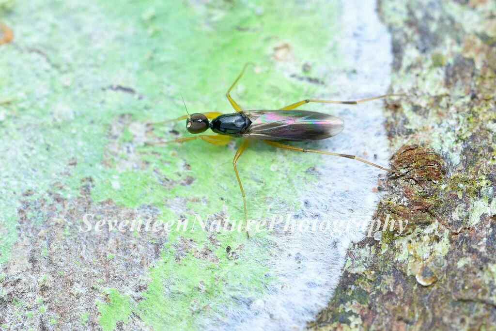 Tachydromia from 中国福建省龙岩市新罗区 on October 05, 2022 at 1228 AM by 石柒