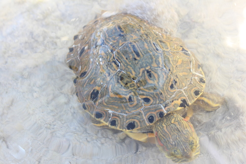 Cuatro Cienegas Slider