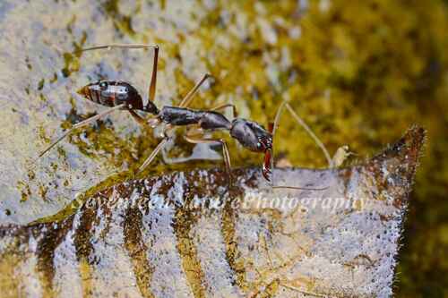 粒纹大齿猛蚁Odontomachus granatus