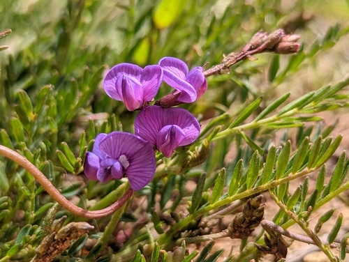 Notched Swainson-pea (Swainsona monticola)