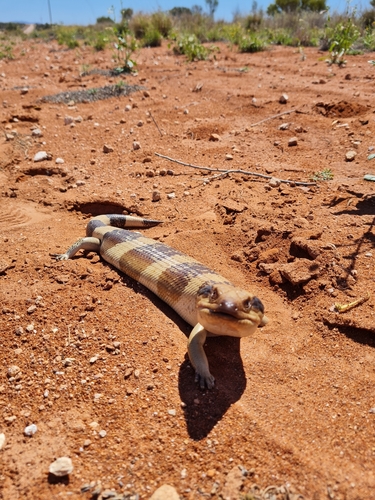 Western Bluetongue