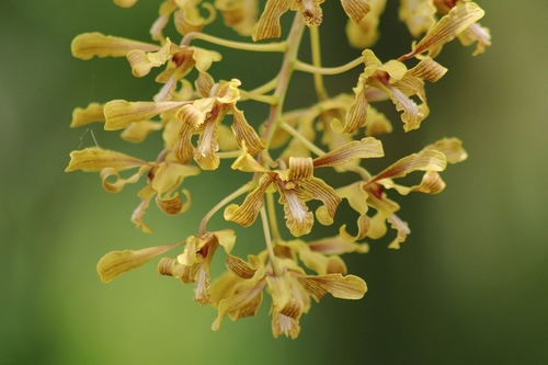 Dendrobium sylvanum