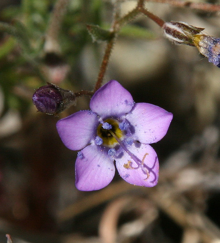 Gilia ochroleuca ssp. bizonata