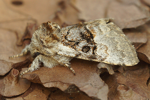 Nut-Tree Tussock