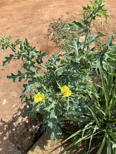 Mexican prickly poppy