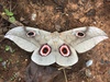 Butterflies and Moths - Photo (c) togbui, all rights reserved