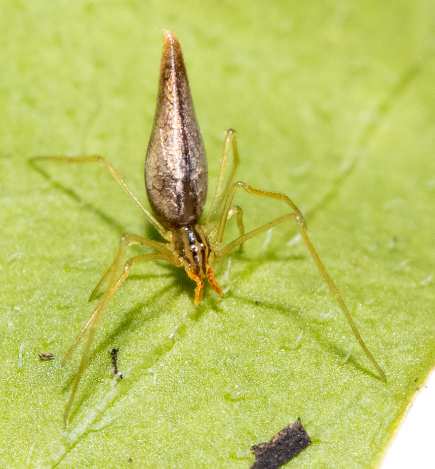 Lizard Spider from Cloquet Forestry Center, My 