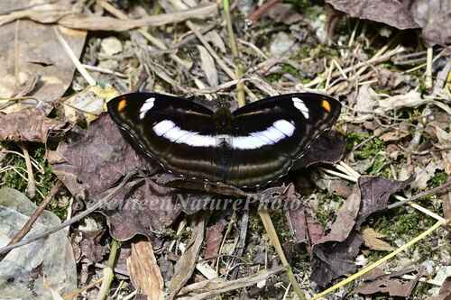 Orange Staff Sergeant Butterfly