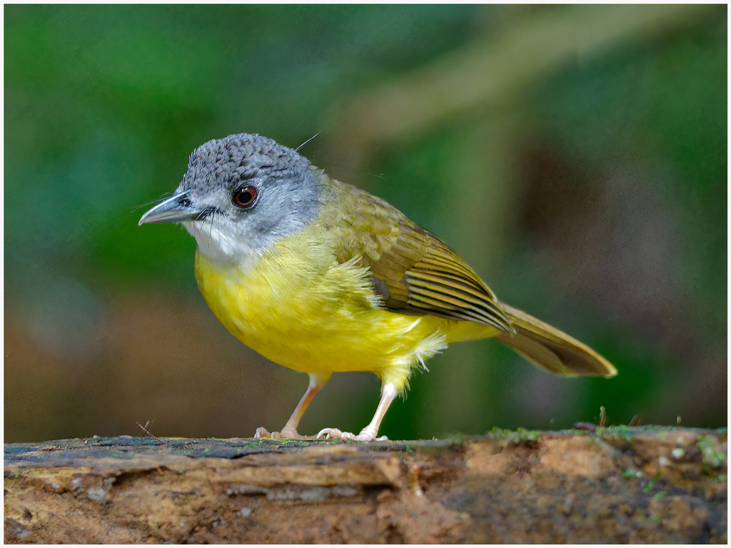 Yellow-bellied Bulbul photo