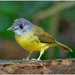 Yellow-bellied Bulbul - Photo (c) Chen Gim Choon, all rights reserved, uploaded by Chen Gim Choon