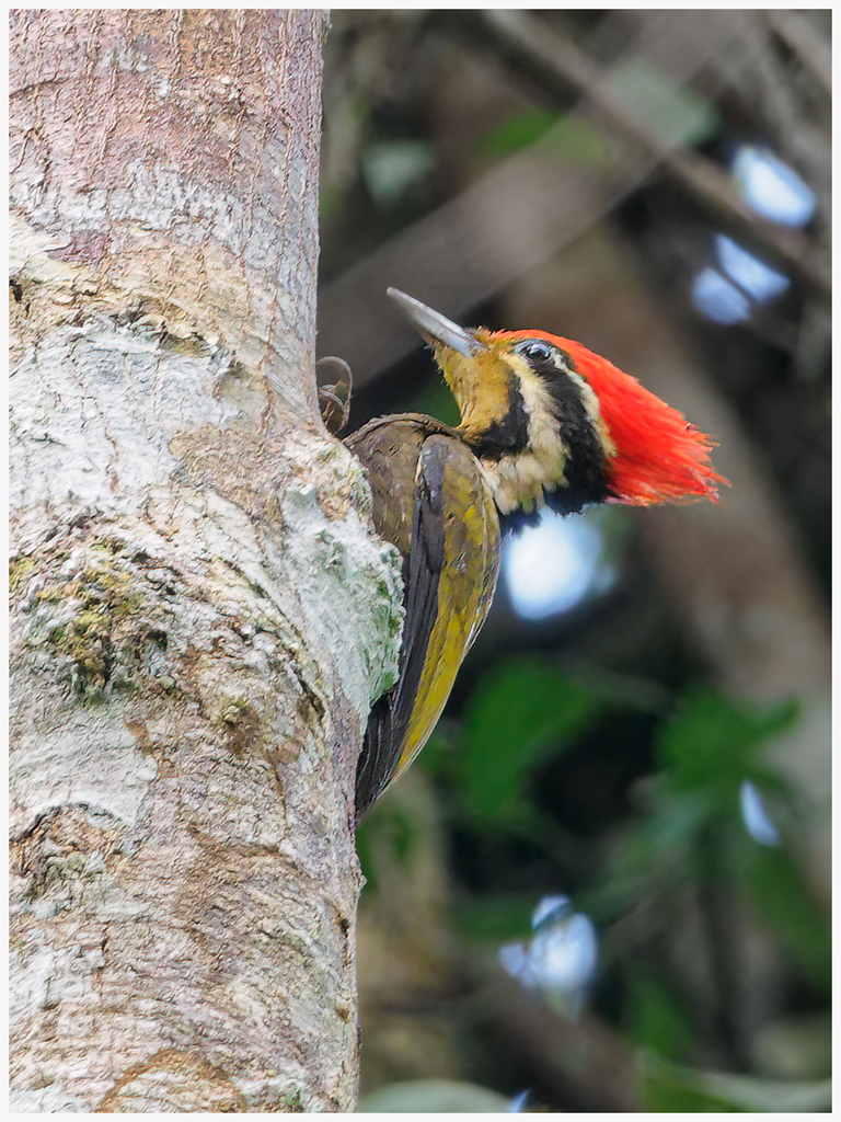 Olive-backed Woodpecker photo