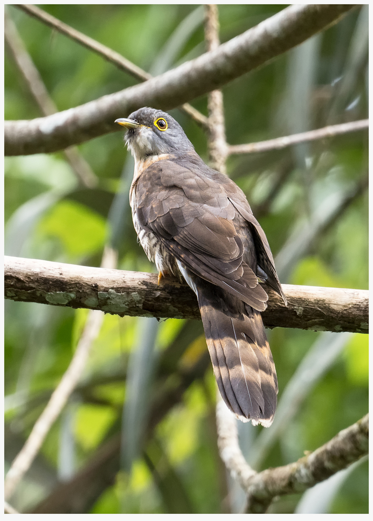 Dark Hawk-Cuckoo (Hierococcyx bocki) photo